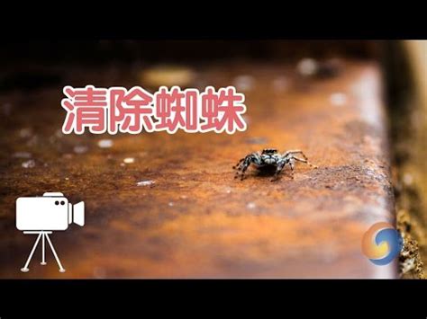 房間有小蜘蛛風水|小蜘蛛現身客廳，專家解析：吉兆還是凶兆？